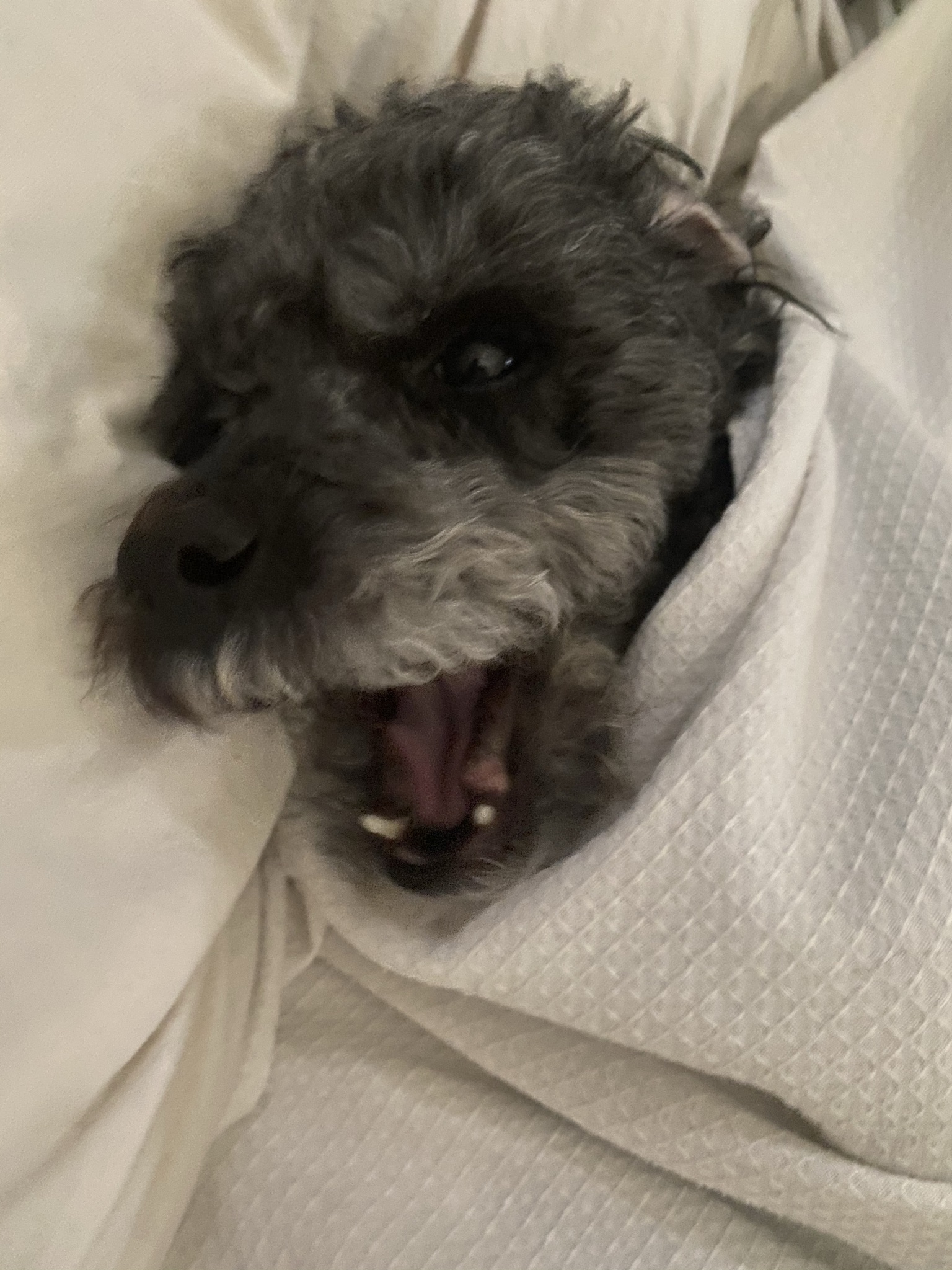 Bentley playing with toys - hilarious pet adventures Chronicles of The Dude