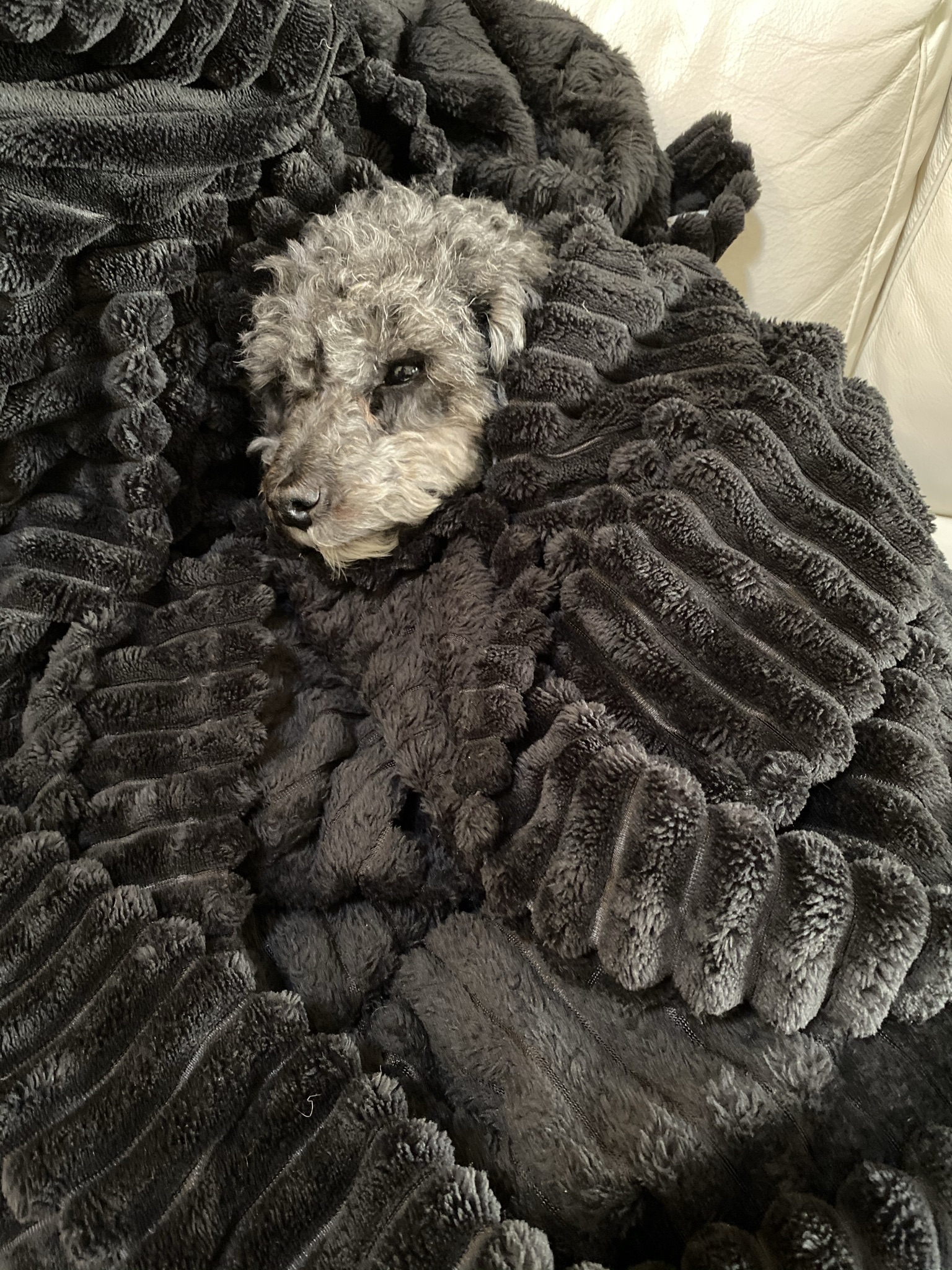 Portrait of Bentley The Dude - star of funny dog blog stories