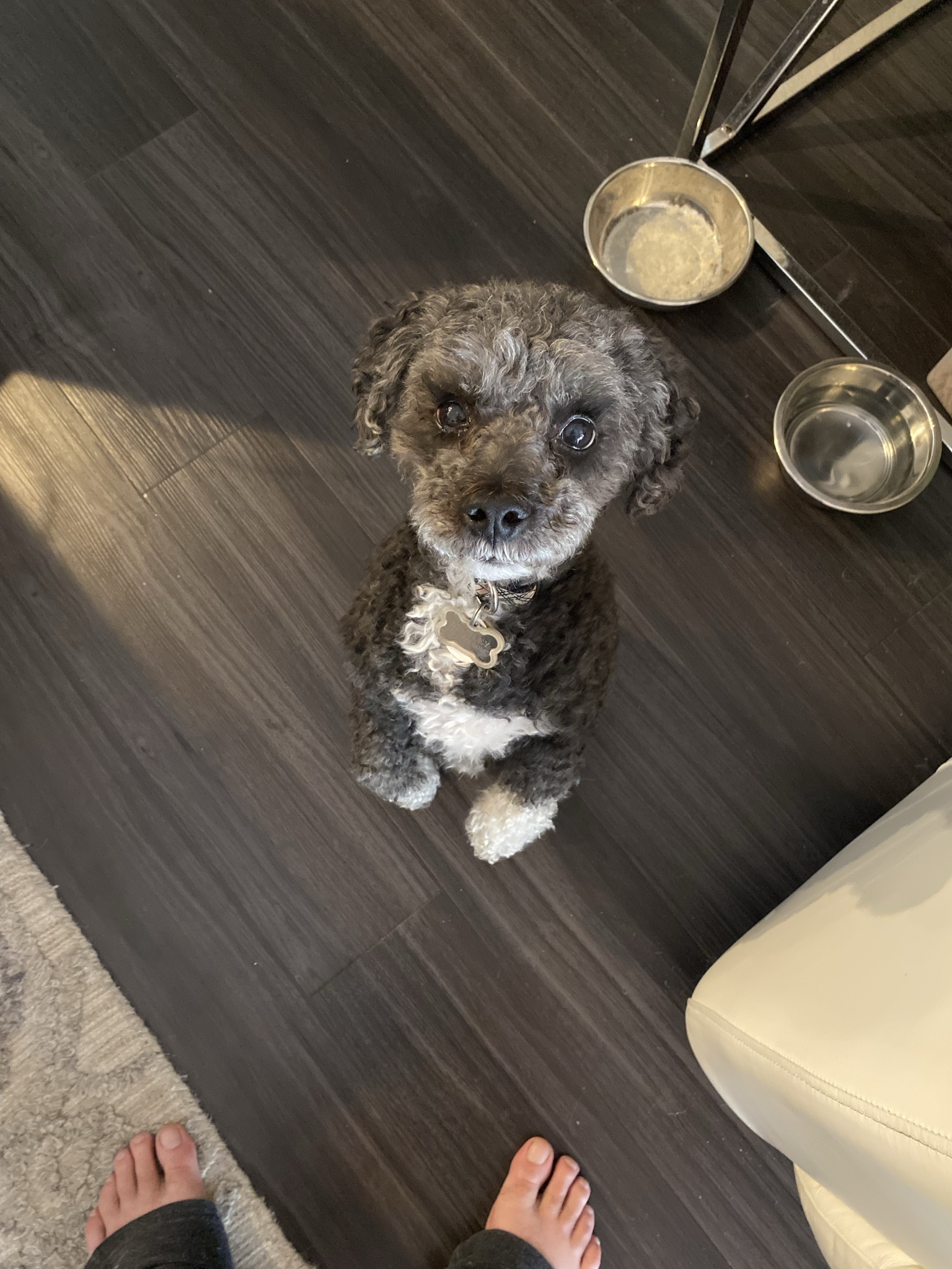 Bentley The Dude on his daily walk adventure - Chronicles of The Dude blog